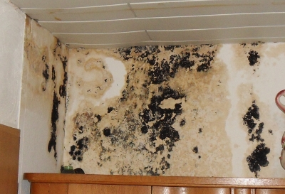 Schimmel in Wohnräumen